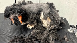 SEVERELY MATTED DOG [upl. by Eirelam]