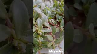 My garden gardentips [upl. by Aisyat]