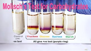 Molischs Test Practical Experiment [upl. by Ynnhoj]