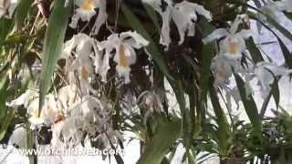 OrchidWeb  Wonderful Coelogynes [upl. by Suoirad]