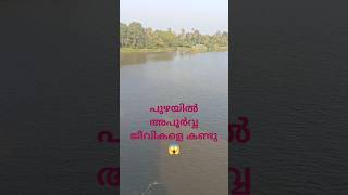 ഈ ജീവികളെ അറിയാമോ 😱shortvideo shortsvideo riverside riverfishing nature shortsfeed river [upl. by Freeborn]