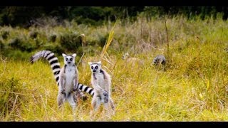 quotThe Lemur Dancequot Featurette  Island of Lemurs Madagascar [upl. by Anaxor410]