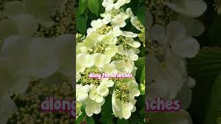 Viburnum Mariesii is the Perfect Elegant Option in Any Garden Style [upl. by Halas]