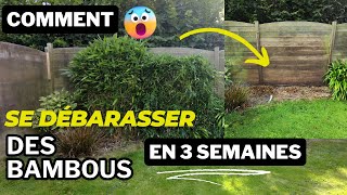 Fini le bambou  solution simple qui fonctionne👍🌿 [upl. by Fitz]