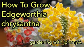 How To Grow Edgeworthia Chrysantha  Fragrant Early Flowering  Paper Bush [upl. by Deckert]