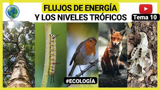 🌄​ Flujo de energía y los niveles tróficos  ecología 🍃 [upl. by Rahs]