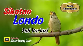 Sikatan Londo Gacor  Full Isian Hutan Alami  Nightingale [upl. by Alinoel637]