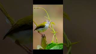 Prinia familiarisbarwinged priniabird voice for sleep 💤Nature with relaxation barwingedprinia [upl. by Eislel]