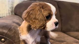 Cavalier King charles Spaniel puppy [upl. by Aer]