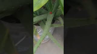 Aleo Vera plants flowering shortsvideo trending nature viral gardening [upl. by Osrick]