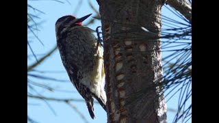 YellowBellied Sapsucker [upl. by Yraccaz768]