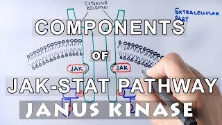 Components of JAKSTAT Pathway  JANUS KINASE amp STAT [upl. by September199]