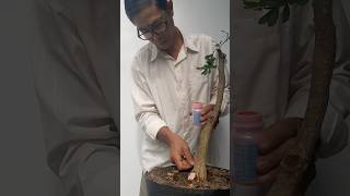 How to shape a bonsai tree with falling branches bonsai bonsaitree bonsaitips diy plants [upl. by Anwahsiek585]