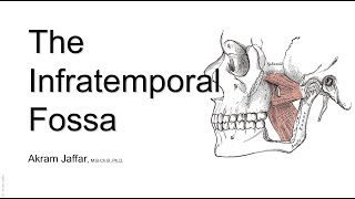 The infratemporal fossa [upl. by Tegdig]