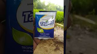 Tropical agro tagprid insecticide imidacloprid 70wg [upl. by Esyla]