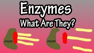 Enzymes  What Are Enzymes How Do They Work  Functions Of Enzymes In The Body [upl. by Nalhsa]