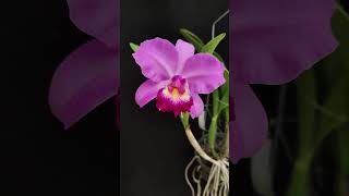 Cattleya MainauZauber Ecuagenera anggrek orquideas orchid [upl. by Oivatco567]