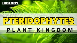 Pteridophyte  General characters  Educational info  Biology [upl. by Chrystel]