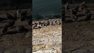 Sandpipers from above on musselburgh harbour [upl. by Erma]