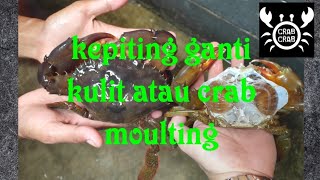 kepiting ganti kulit atau moulting crab [upl. by Freud127]