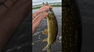 Dieser Fisch frisst alles 🤯 freestylefishing [upl. by Enobe]