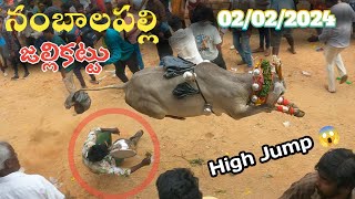 Nambala Palli Jallikattu 🐂  2024 నంబాలపల్లి జల్లికట్టు  Chittoor Traditional Jallikattu 🐂 Videos [upl. by Refinne978]