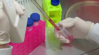 MSU Cell Biology BIO320  Cell Culture Video 8 [upl. by Tedric]