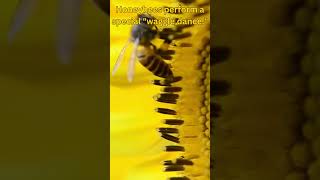 Honeybee Communication The Amazing Waggle Dance 🐝💃 [upl. by Ahsinar]