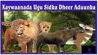 Xayawaanada Ugu Sidka Dheer Dunida  OGAANSHO [upl. by Cumine]