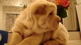 SharPei Puppy Baby [upl. by Dilan]