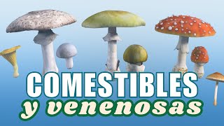 🍄⚠️ SETAS COMESTIBLES Y VENENOSAS [upl. by Othe132]