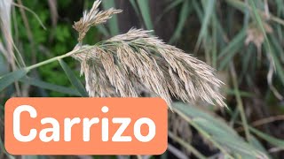 El Carrizo Phragmites australis  Plantas bioindicadoras de suelos equilibrados [upl. by Janeva]