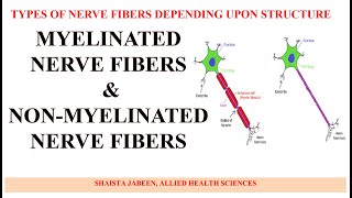 Myelinated and Non Myelinated Nerve Fibers  Types of Nerve Fibers Depending Upon Structure [upl. by Devitt854]