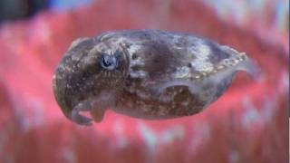 Cool Critters Dwarf Cuttlefish  KQED QUEST [upl. by Ah]