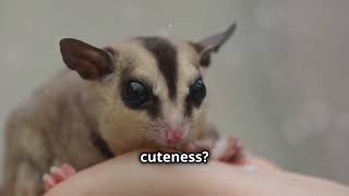 Why Sugar Gliders Love Sugar [upl. by Kcirdaed867]