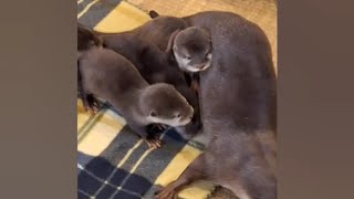 Otter Babies following their mom and later dad also join with them😁🥰🦦🦦Cute Otter [upl. by Haorbed]