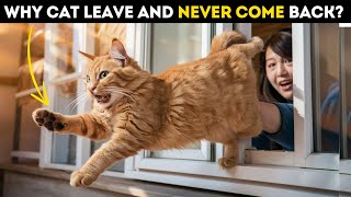 Scientists Confirm Why Do Cats Leave From Home and Dont Come Back Again [upl. by Etterrag701]