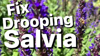 How to Care for Falling Salvia [upl. by Rosmarin]