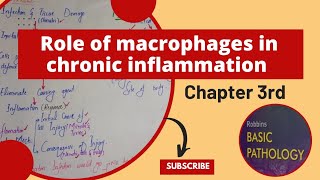 Role Of Macrophages in chronic inflammationRobbins Pathologychronic inflammationpathologyrobbins [upl. by Egroj]