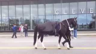 Riderless Horse Police Memorial Parade 2014 [upl. by Ellatsirhc]