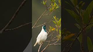 barethroated bellbird sound beautiful bird birdsounds nature short [upl. by Gimble]