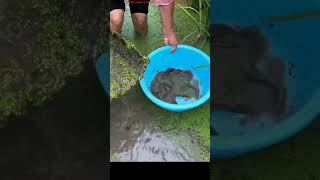 Fish farming in paddy field [upl. by Eneluj890]