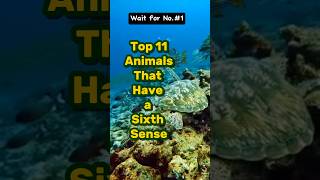 Top 11 animals that have a sixth sense animallover [upl. by Combe]