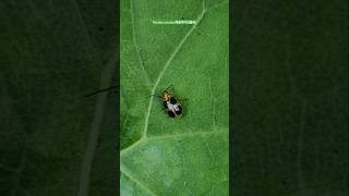 Paridea oculata insect nature bush [upl. by Blanding969]