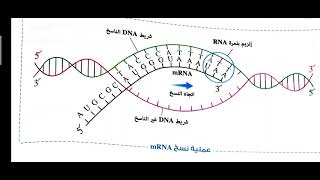 10 حل كتاب الامتحان شرح 2024 الحمض النووى RNA و تخليق البروتين الأستاذ  محمد الرفاعى ذكى [upl. by Nyrol229]