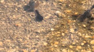 Tadpoles in Southern California  Menifee [upl. by Lois]