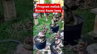 Inspirasi Bonsai Asam Jawa Hasil Budidaya bonsai asamjawa busidayabonsai [upl. by Peti545]