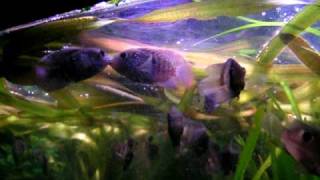 My Blue Acara cichlides fighting  Blaupunktbuntbarsch Kampf22 [upl. by Thalia]