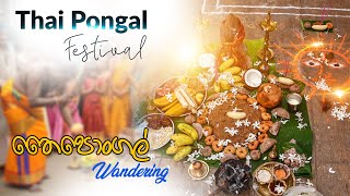 Thai Pongal Festival  Wandering තෛපොන්ගල් [upl. by Peder]