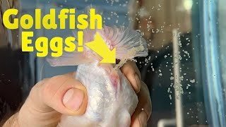 How to breed goldfish  Hand spawning ranchu goldfish [upl. by Arem]